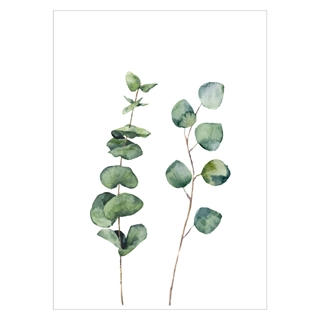 Poster med eukalyptusväxt