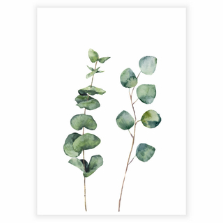 Poster med eukalyptusväxt
