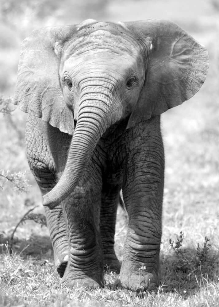 Poster - Baby elefant