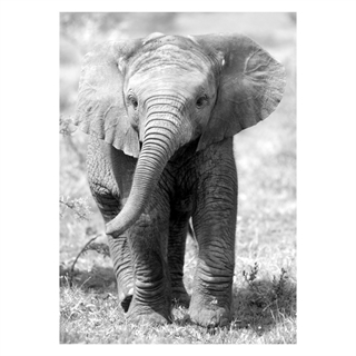 Poster med baby elefant