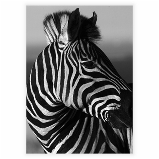 Poster - Zebra porträtt