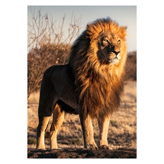 Poster - Ett ståtligt lejon