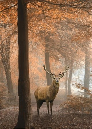 Poster - Hjort i höstskogen