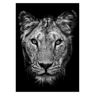 Poster med ett porträtt av en lejoninna