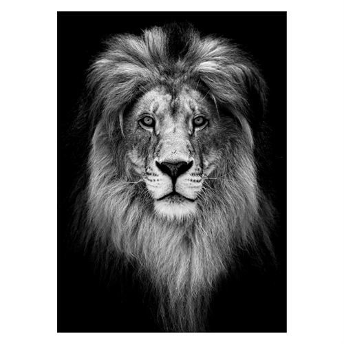 Poster med porträtt av lejon i svartvitt