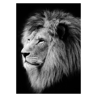 Svartvitt poster med ett lejon från sidan