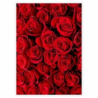 Poster med röda rosor