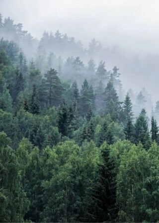 Poster - Träd på berg med dimma