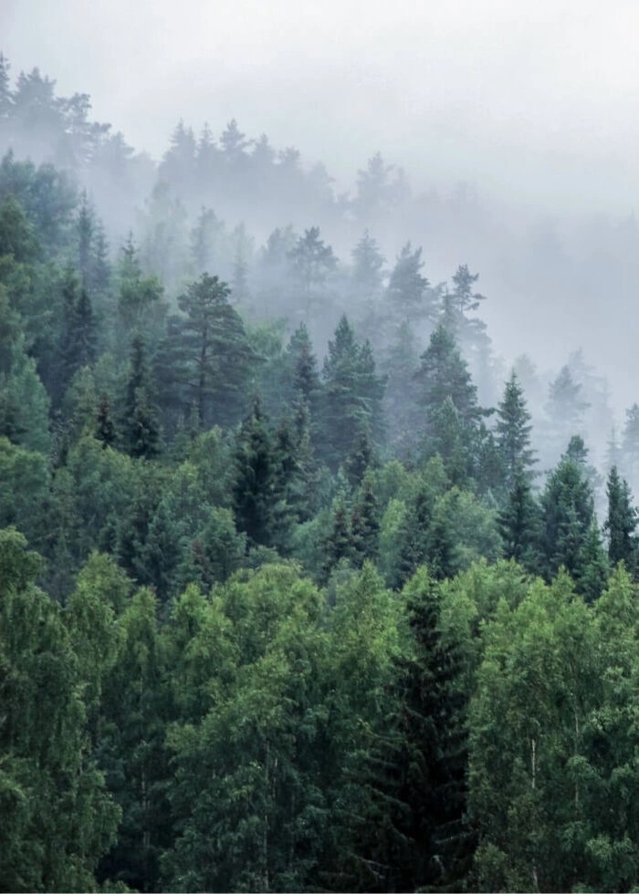 Poster med träd på berget med dimma