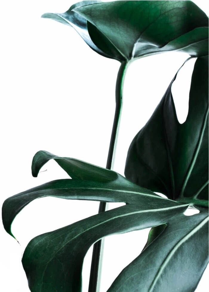 Poster med gröna monstera blad