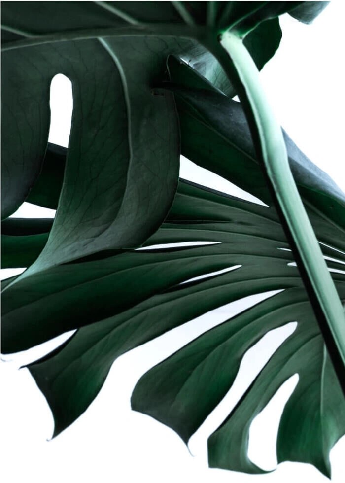 Poster med monstera blad