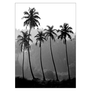 Poster - Palmer silhuett. Skapa en tropisk och exotisk atmosfär i hemmet med denna fina poster med 5 vackra palmer i svartvitt