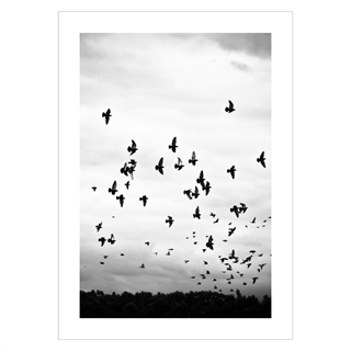 Poster - fåglar som flyger på himlen. Vacker och snygg poster med flygande, svarta fåglar i svartvita nyanser.