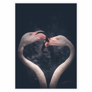 Posterer - Flamingo par