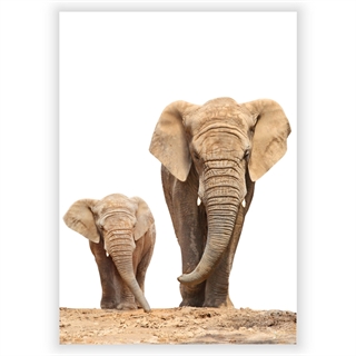 Posterer - African family elephant