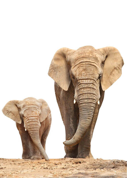 Posterer - African family elephant