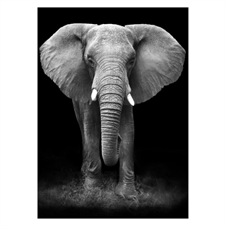 Poster med stor elefant i grå frånvaro