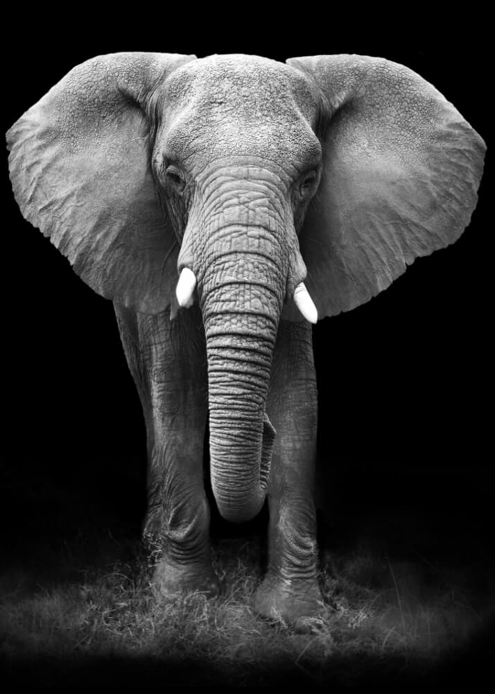 Poster - Giant Elephant