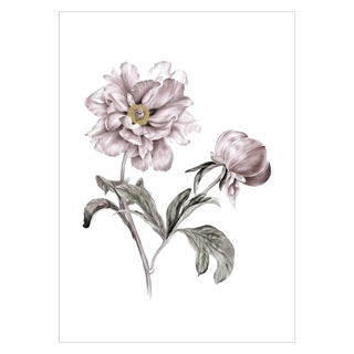 Poster med eleganta blommor i gammalt rosa