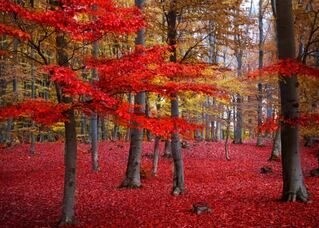 Poster - Red Forest