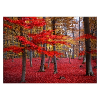 Vacker skog i röda och bruna nyanser