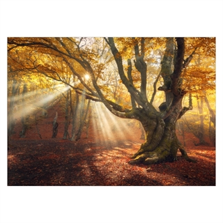 Poster med en höstskog med vacker solstråle