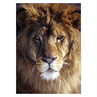 Poster med närbild av ett vackert lejon