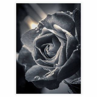 Poster med stor vacker ros i färgen svart